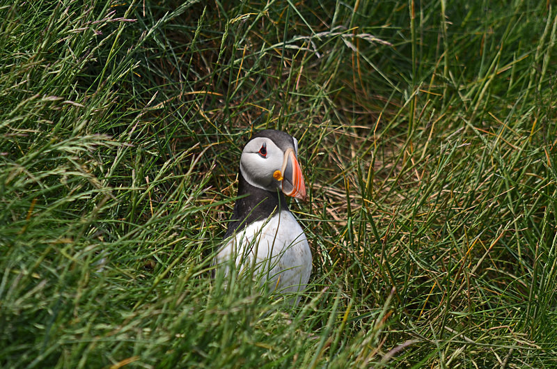 Puffin - Puffins