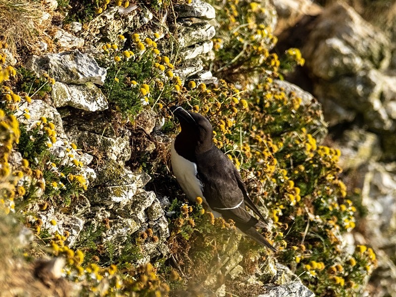 Razorbill - Auks