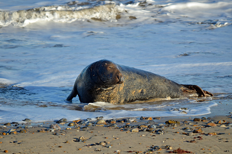 Atlantic Grey Seal - Atlantic Grey Seals