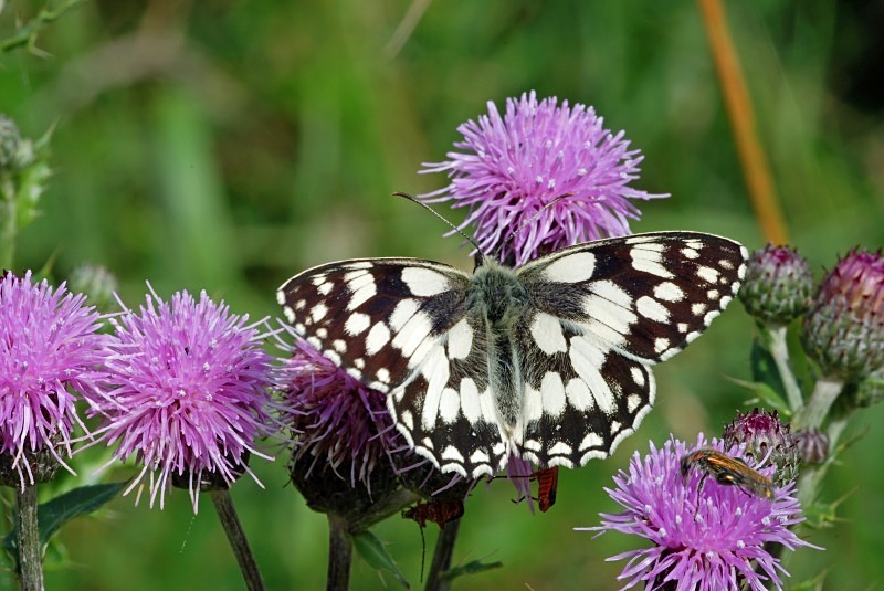 Marbled White - Butterflies