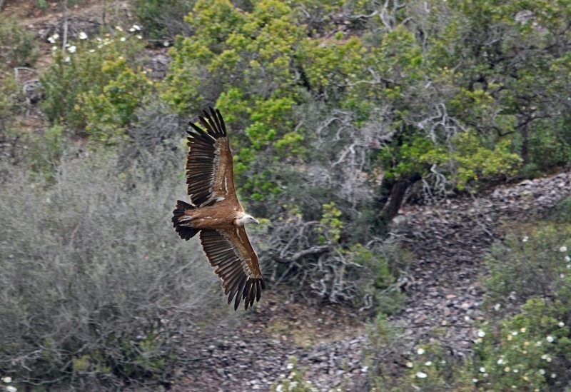 Griffon Vulture - South and west Spain - April and May 2012