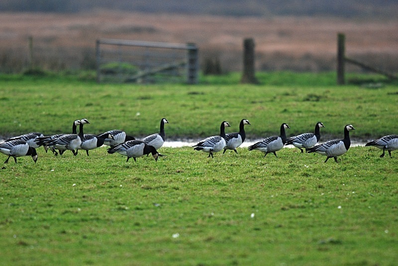 Barnacle Geese - Black geese