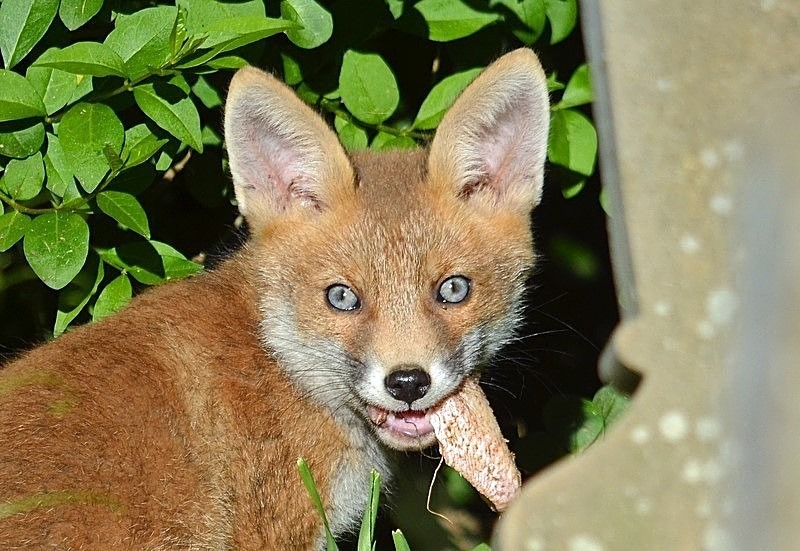 May 2020 - Red Fox cub - Photos of the month