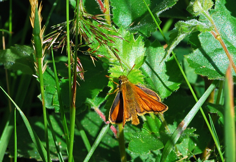 Small Skipper - Butterflies