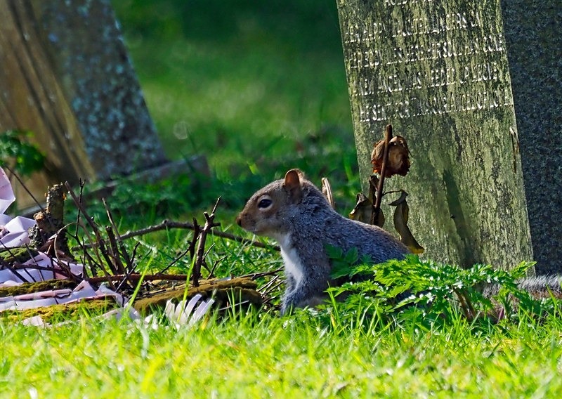 Grey Squirrel - Grey Squirrels