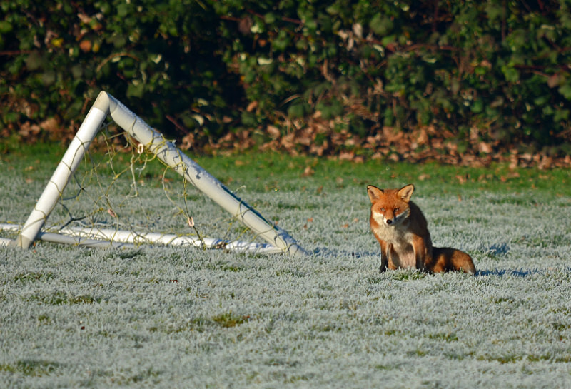 Red Fox - Red Foxes