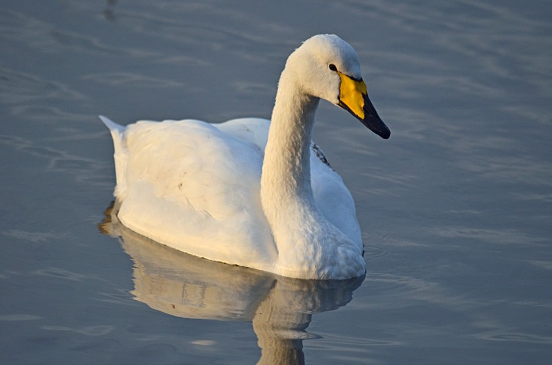Whooper Swan - Whooper and Bewick's Swans