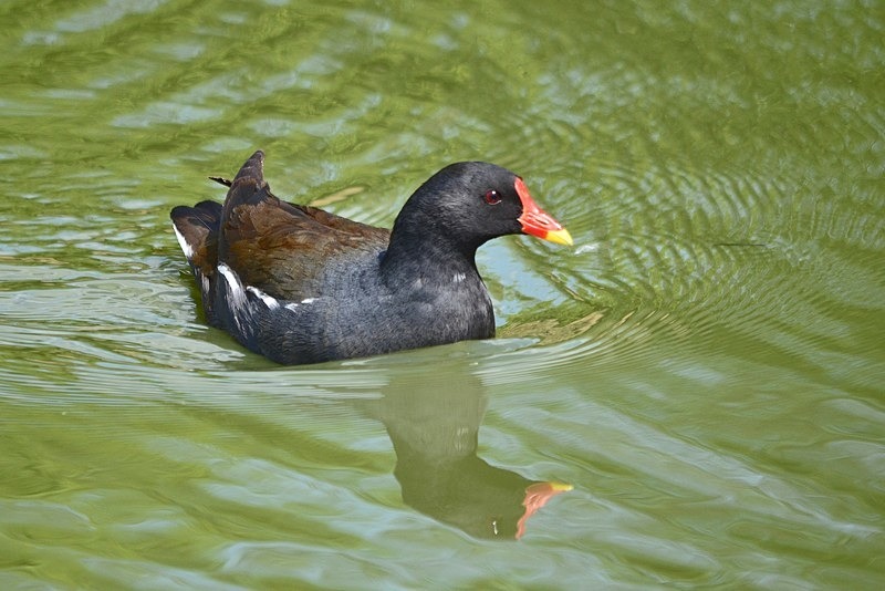 Moorhen - Crakes and rails
