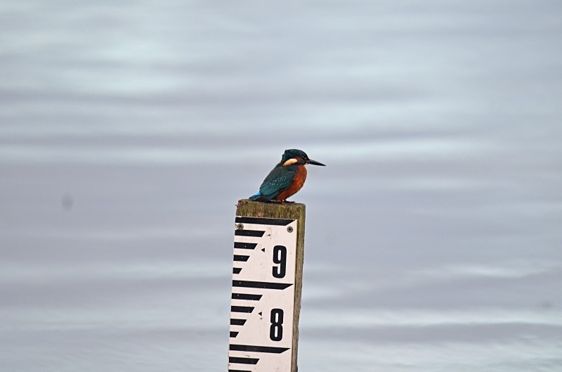Kingfisher - Kingfishers