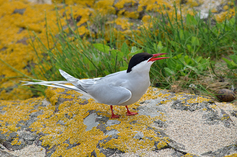 Arctic Tern - Terns