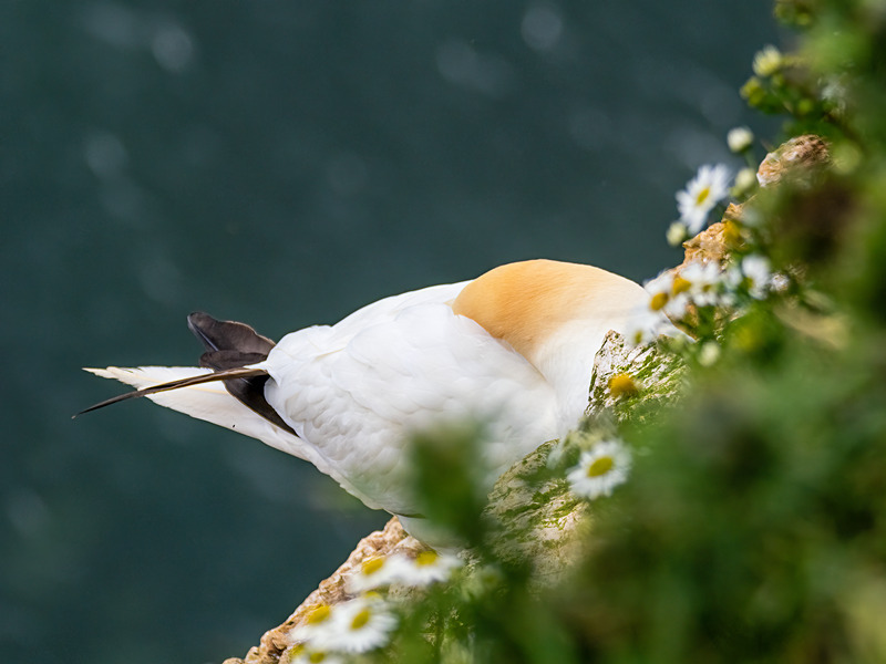 Gannet - Latest photos