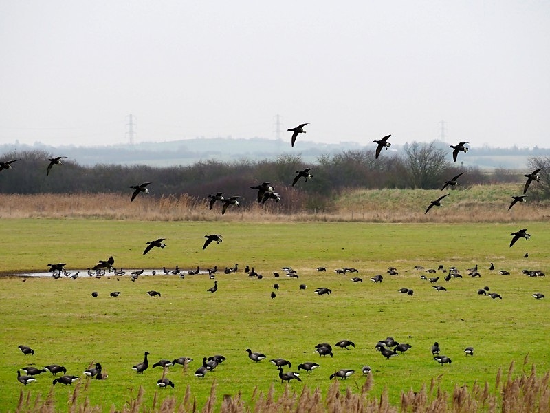 Dark-bellied Brent Geese - Black geese