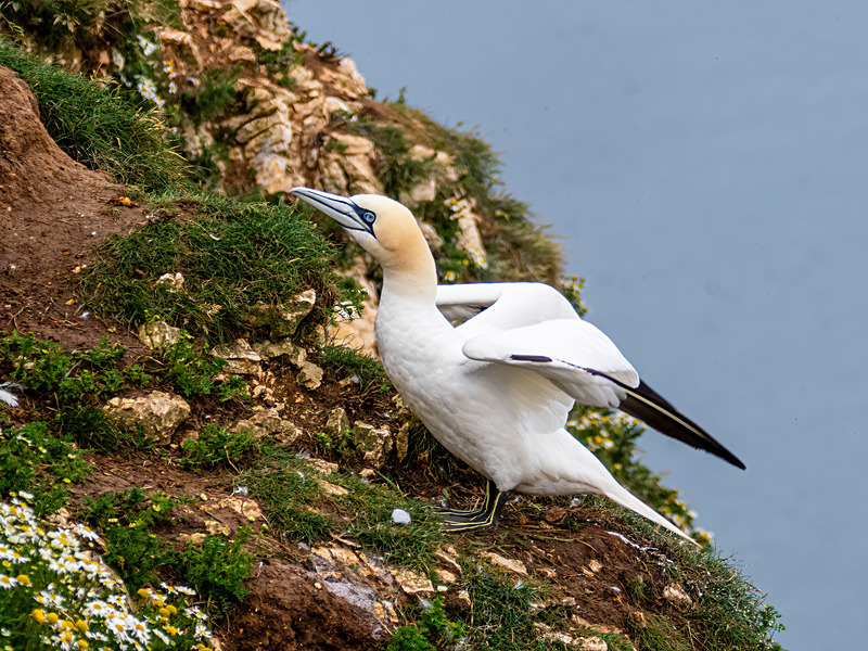 Gannet - Latest photos
