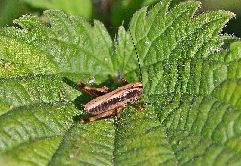 Roesel’s Bush-cricket - Insects, beetles, spiders, etc.