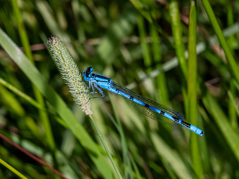 Common Blue Damselfly - Latest photos