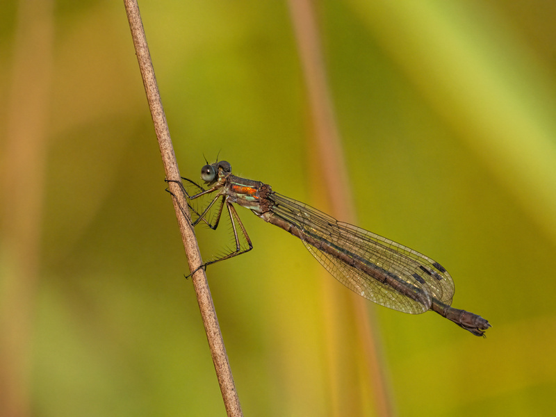 Willow Emerald Damselfly - Dragonflies and damselflies