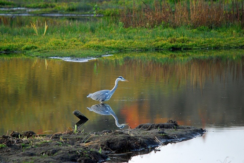 Grey Heron - Herons and egrets