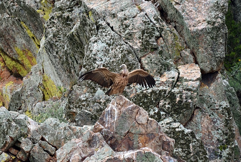 Griffon Vulture - South and west Spain - April and May 2012