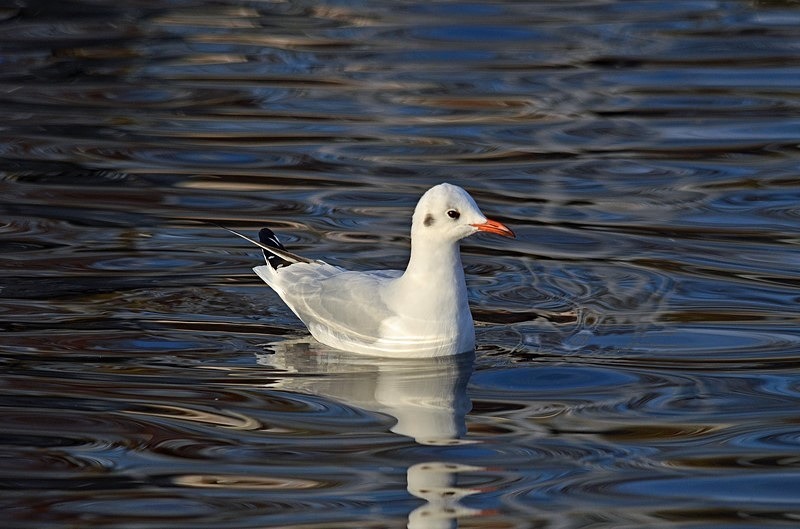 Black-headed Gull - Gulls