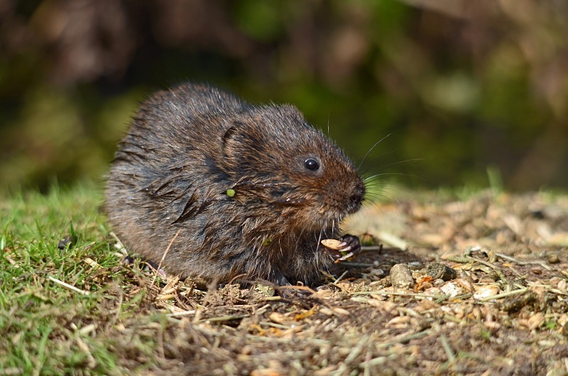 Water Vole - Water Vole