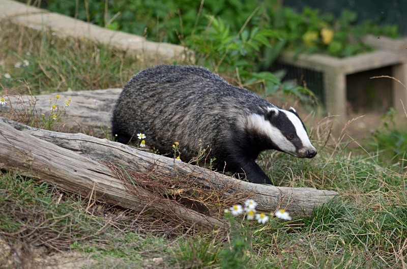 Badger - Badger