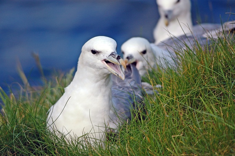 Fulmars - Fulmars