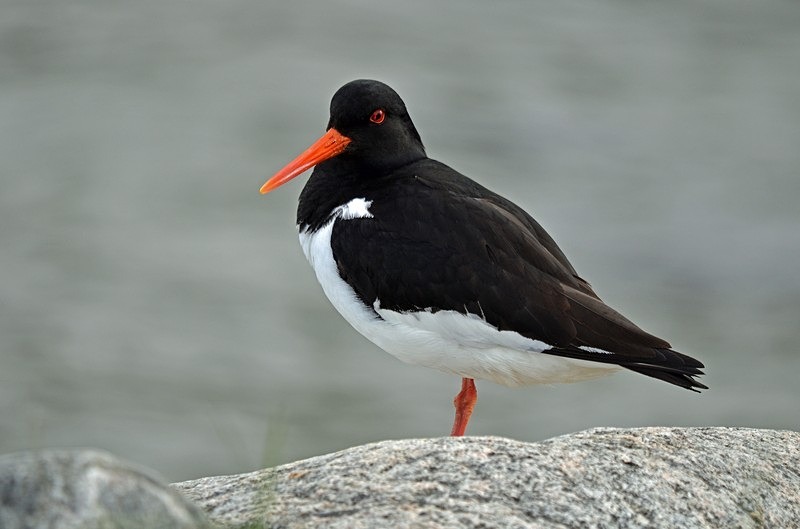Oystercatcher - North Norway