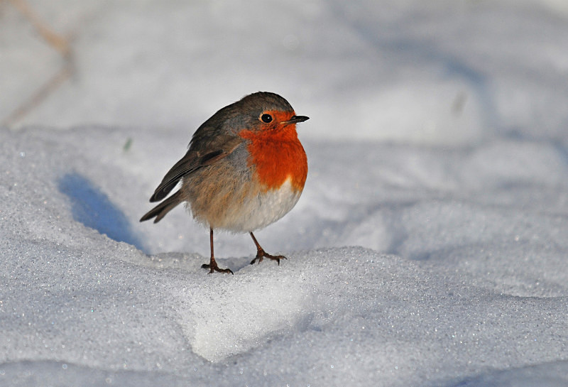 Robin - Robins