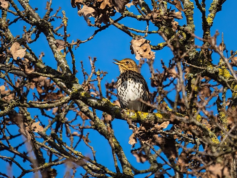 Song Thrush - Thrushes