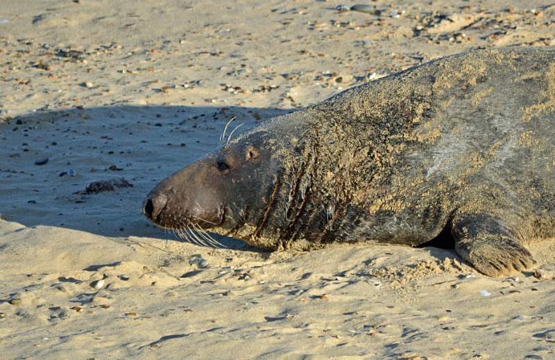 Atlantic Grey Seal - Atlantic Grey Seals