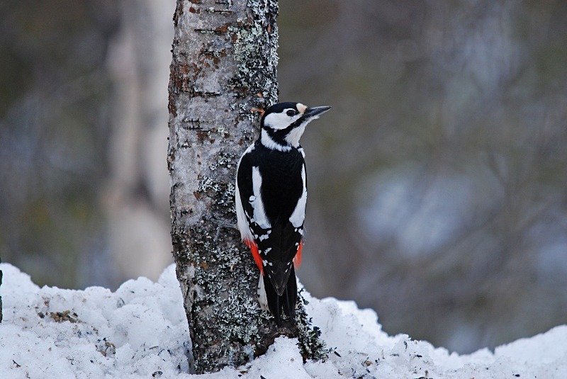 Great Spotted Woodpecker - Finland