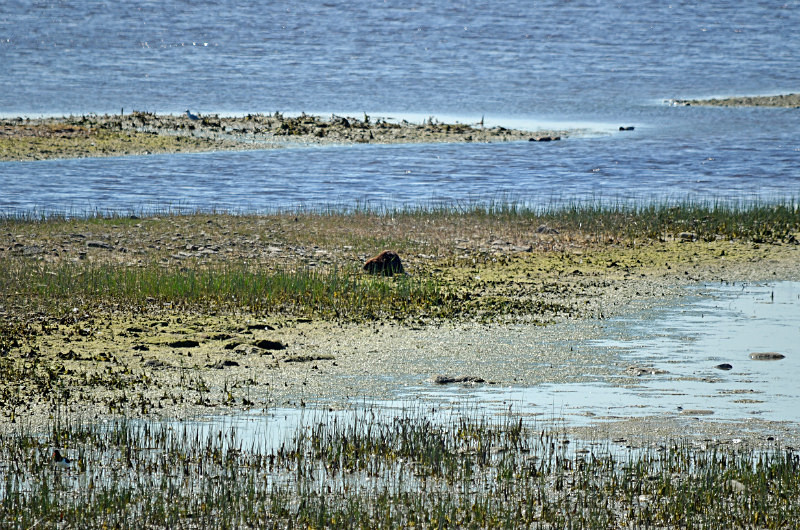 Beaver - Estonia