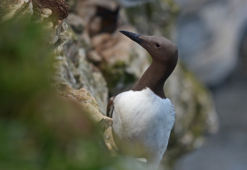 Common Guillemot - Auks
