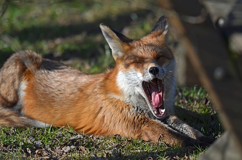 Red Fox - Red Foxes
