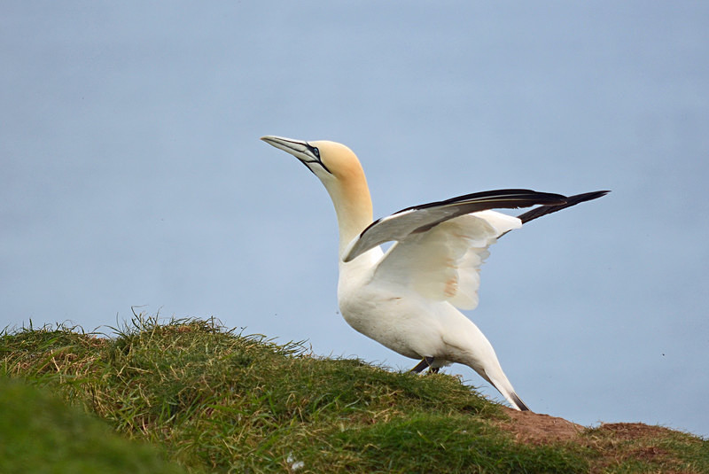 Gannet - Gannets