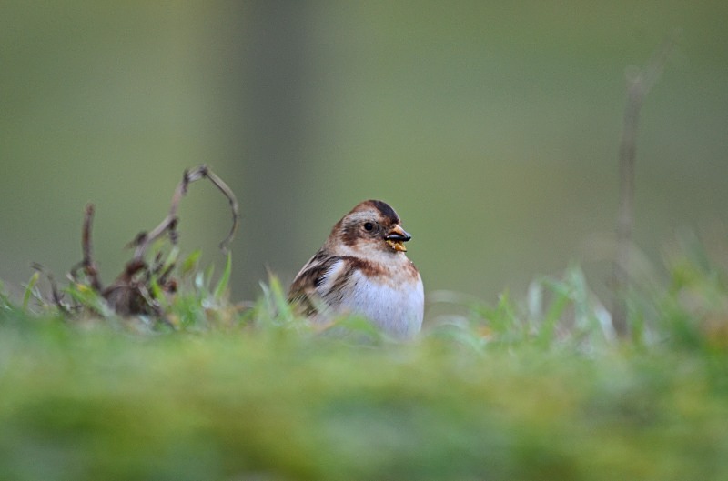 January 2012 - Snow Bunting - Photos of the month
