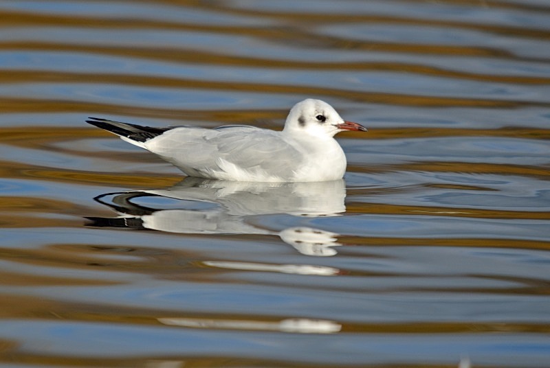 Black-headed Gull - Gulls