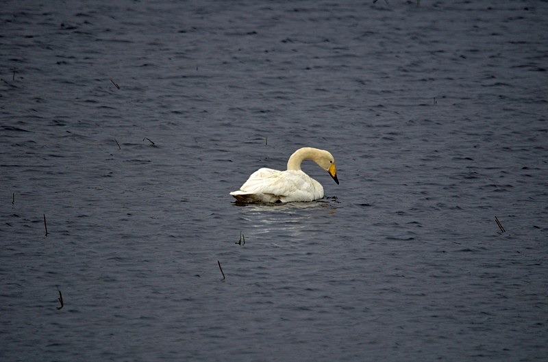 Whooper Swan - North Norway