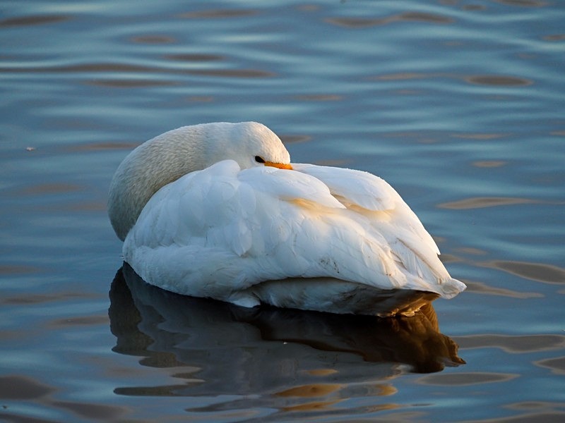 Bewick's Swan - Whooper and Bewick's Swans