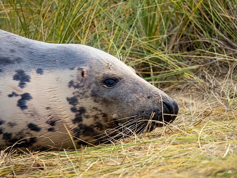 Atlantic Grey Seal - Atlantic Grey Seals