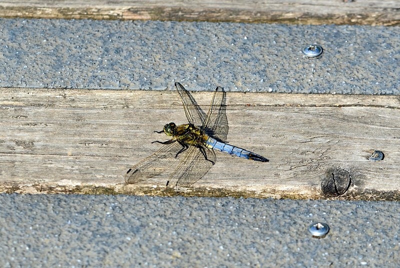 Black-tailed Skimmer - Dragonflies and damselflies
