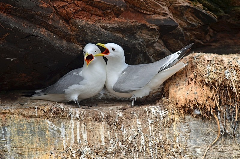 Kittiwakes - North Norway