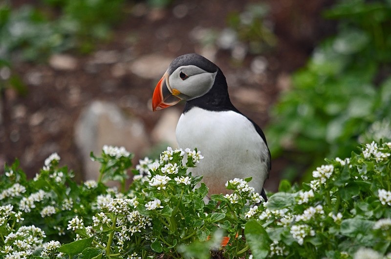 Puffin - North Norway