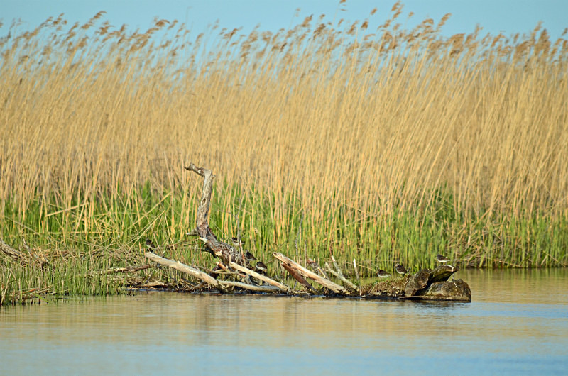 Matsalu National Park, Estonia - Estonia