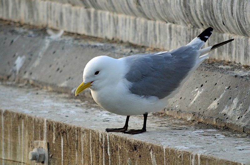 Kittiwake - North Norway