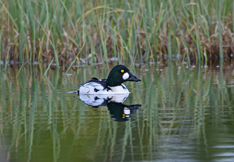 Goldeneye - North east Finland