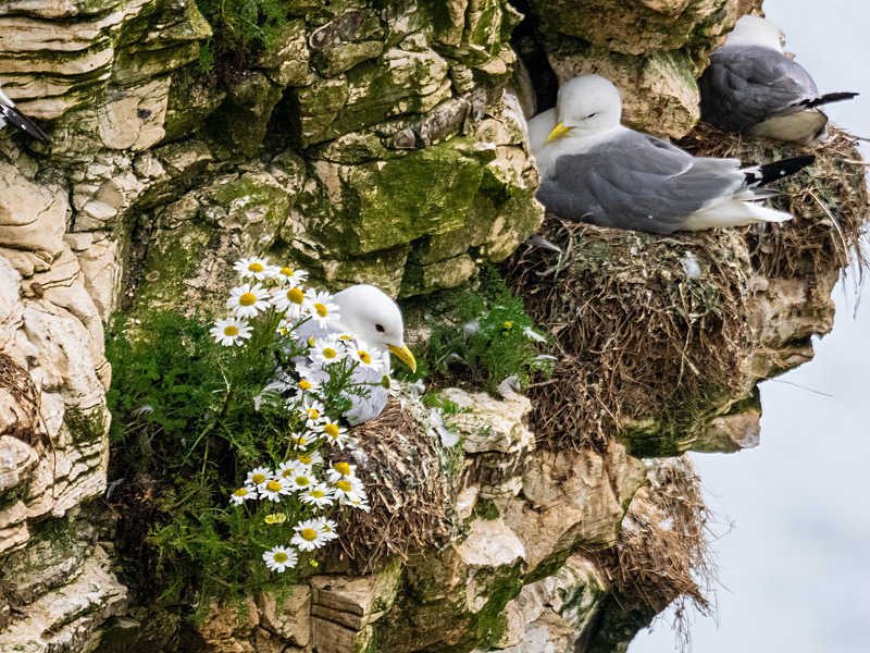 Kittiwakes - Latest photos
