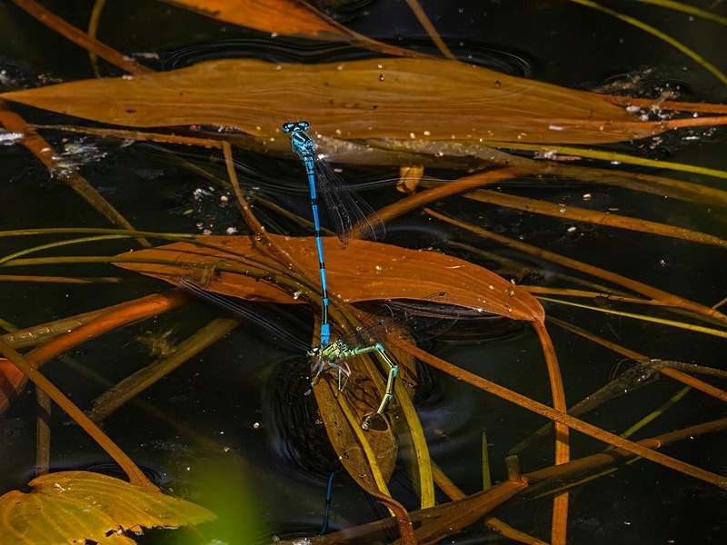 Azure Damselflies - Dragonflies and damselflies