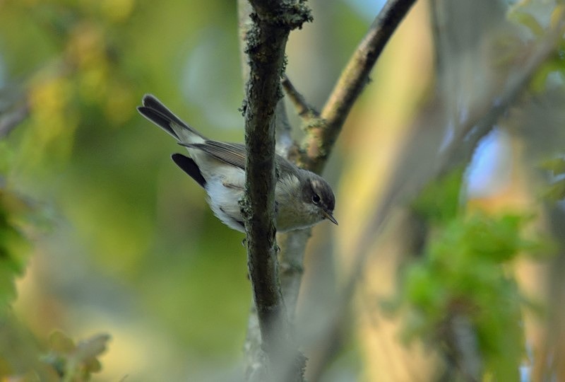 Chiffchaff - Warblers