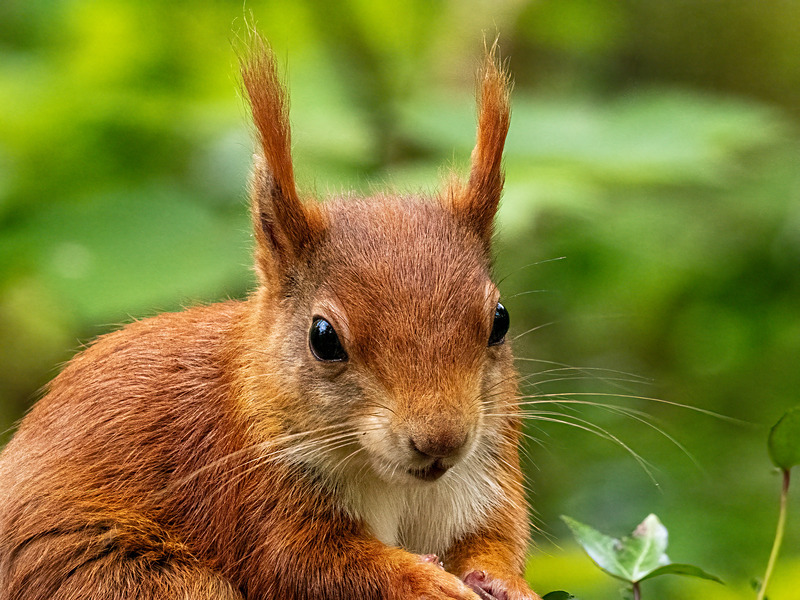 Red Squirrel - Latest photos